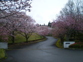 宮崎工場の八重桜
